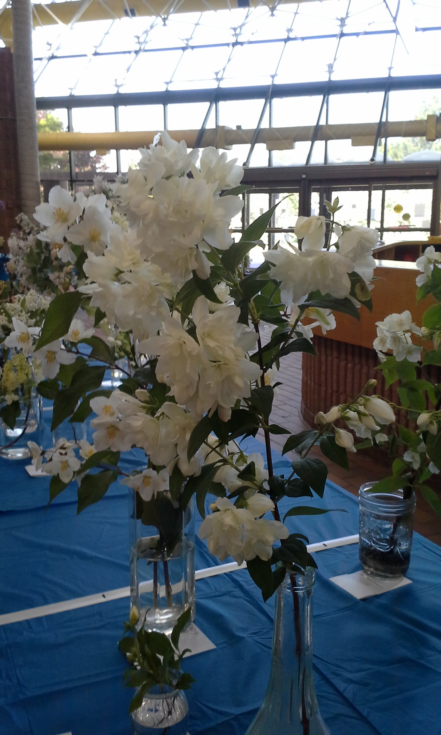 Pickering Horticultural Society Annual Flower show