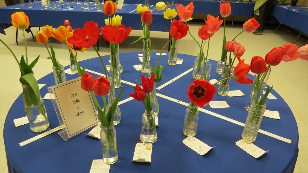 Tulip in Show