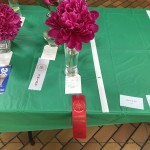 The Winning Peony
