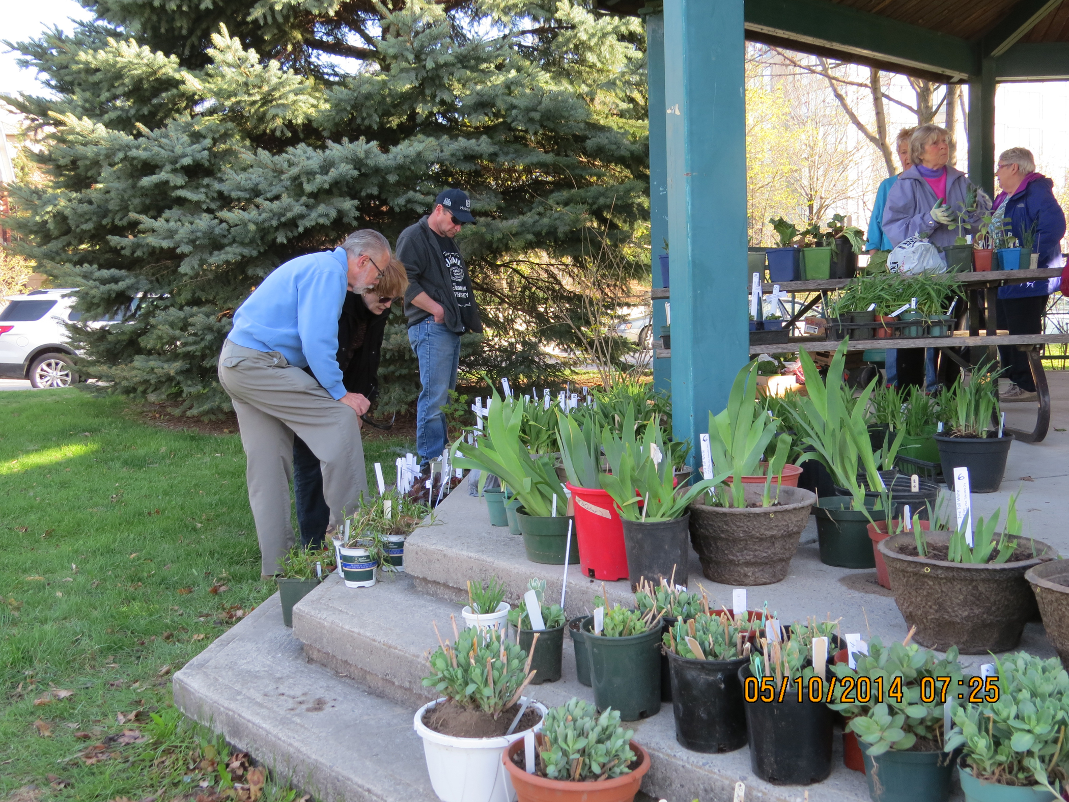 Pickering Horticultural Society Photo Gallery 2014 Plant Sale