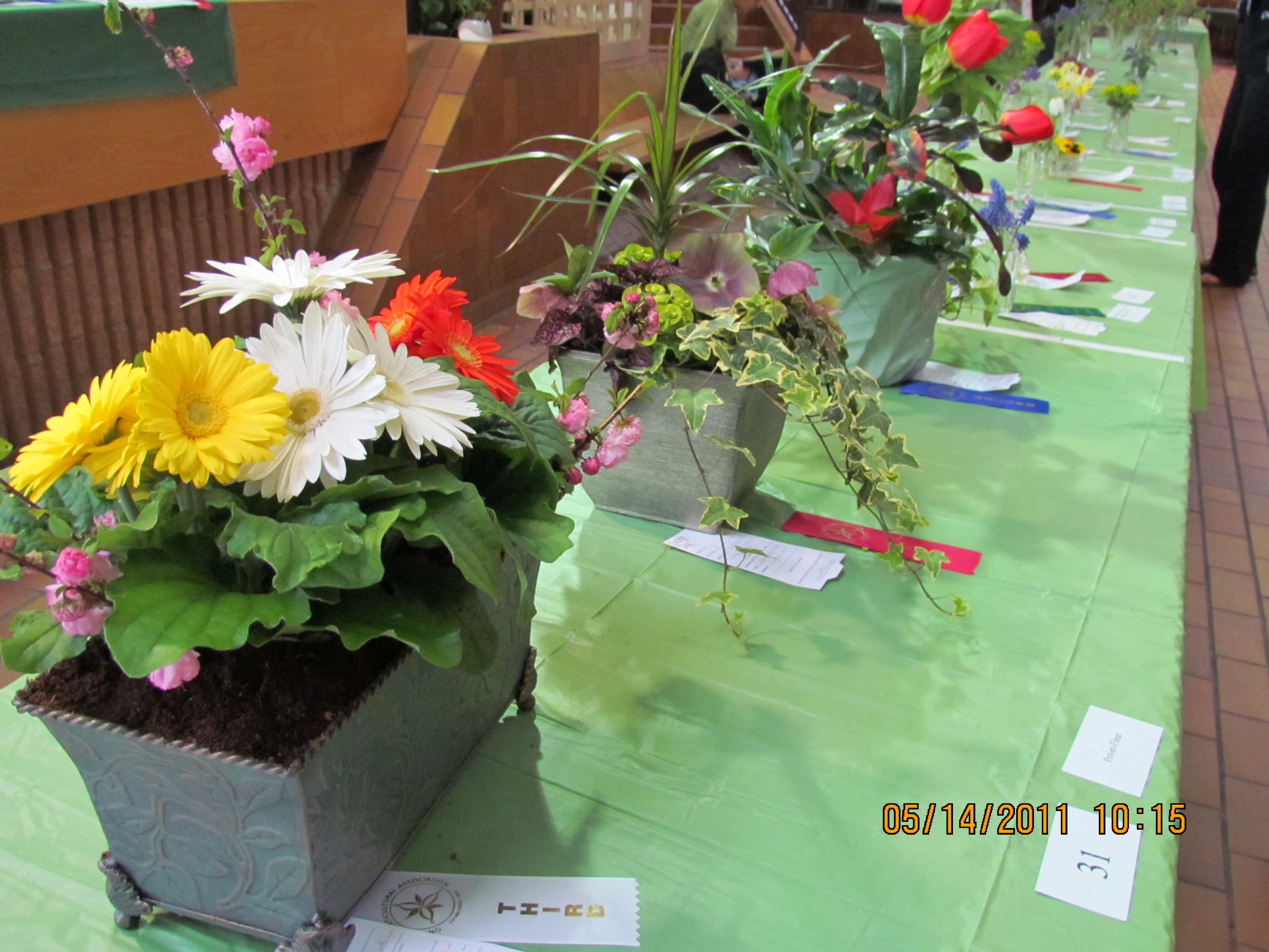 Pickering Horticultural Society Photo Gallery 2011 Public Flower Show
