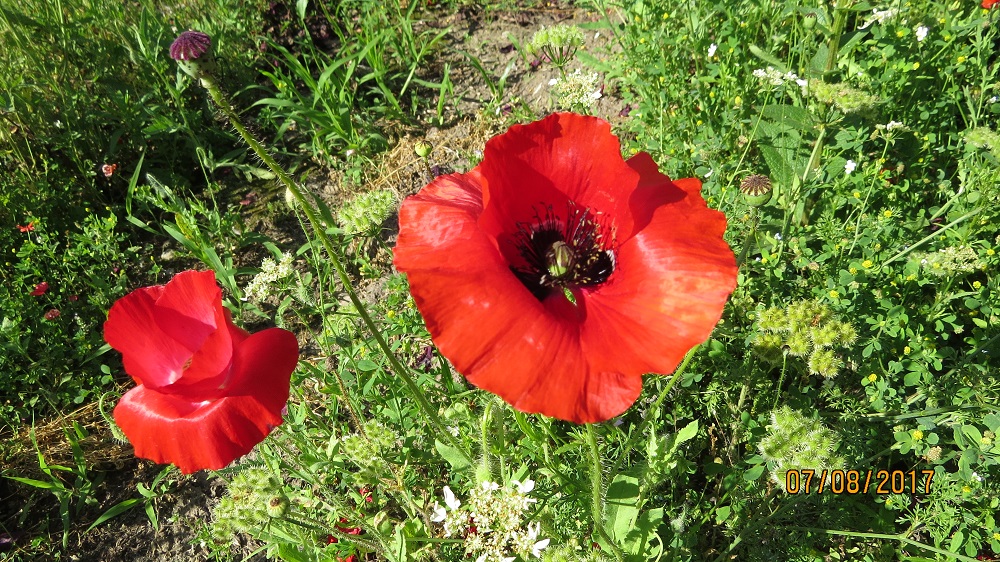 PHS 2017 Bus Tour - Poppy