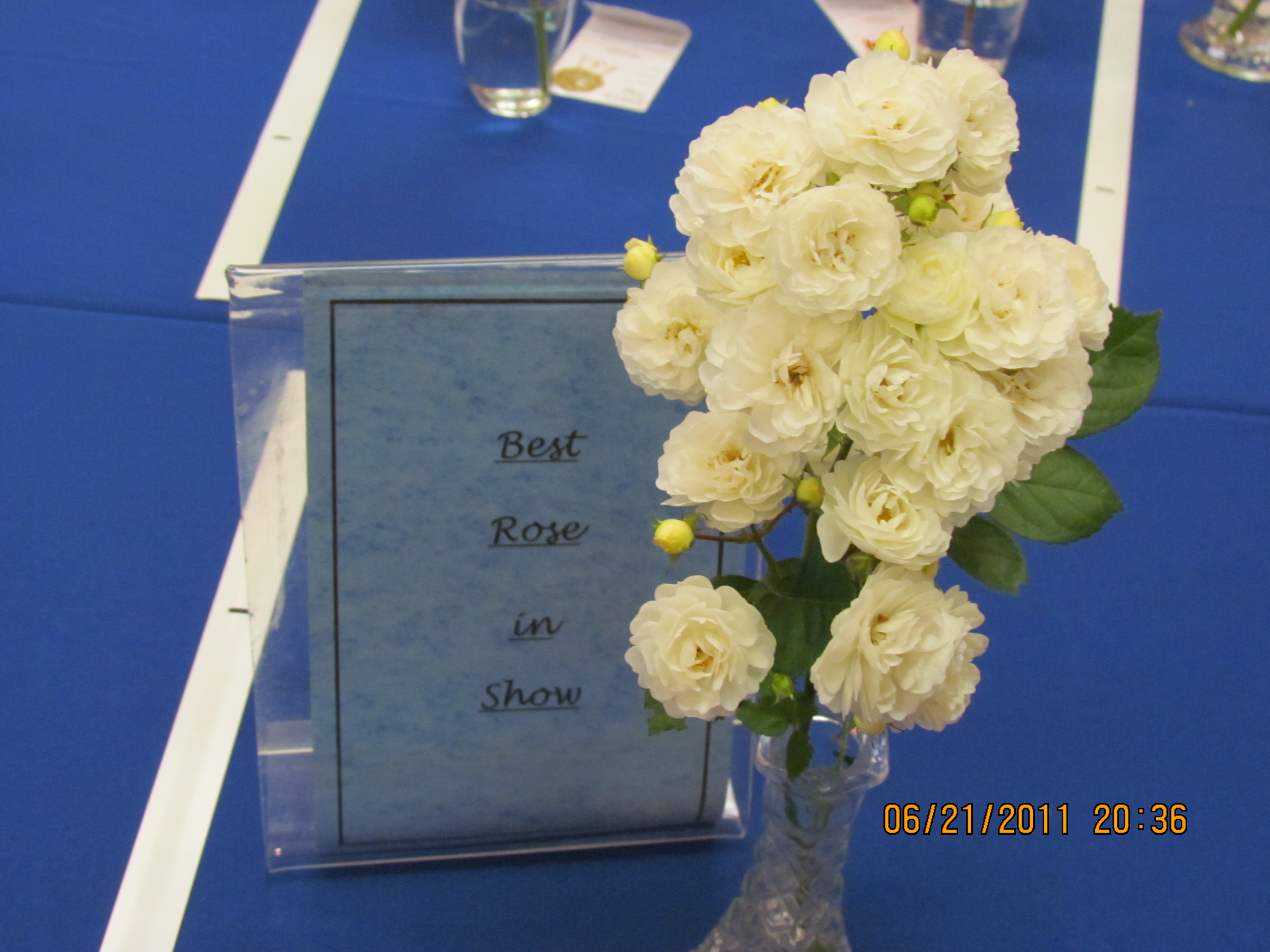 Pickering Horticultural Society Photo Gallery 2011 Public Flower Show
