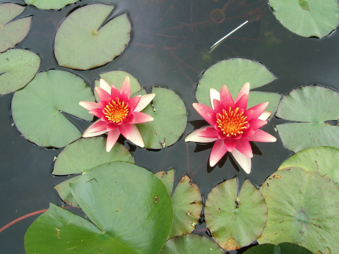 Pickering Horticultural Society Photo Gallery 2009 Bus Tour