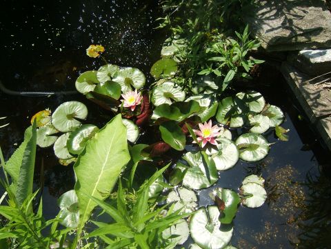 Pickering Horticultural Society Photo Gallery 2007 Garden Tour